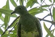 Superb Fruit-Dove (Ptilinopus superbus)